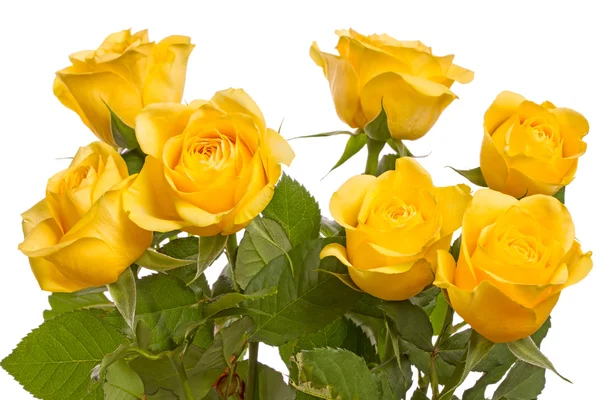 Seven yellow roses on white — Stock Photo, Image