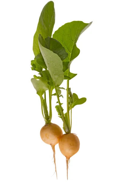 Yellow radish — Stock Photo, Image