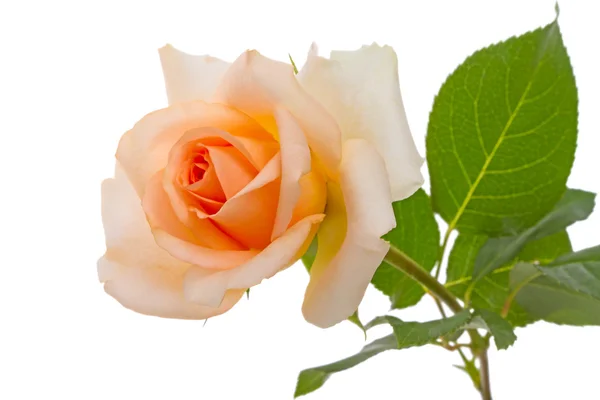Rose beige sur blanc — Photo