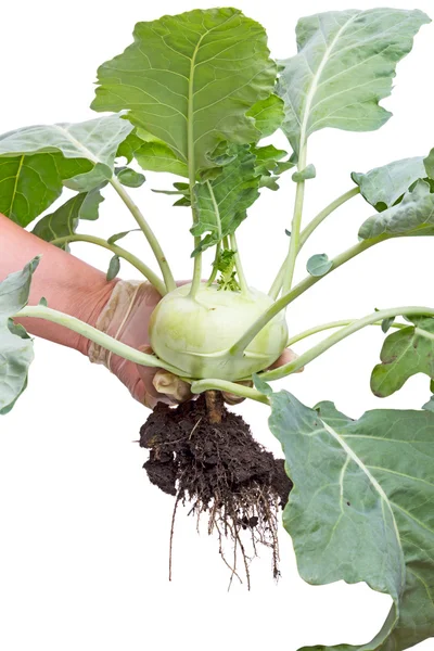 Kohlrabi — Stockfoto