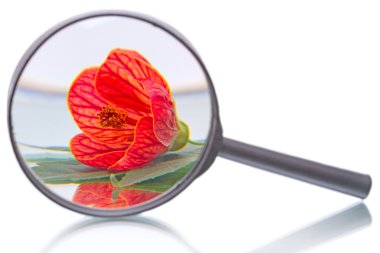 Abutilon ve Büyüteç
