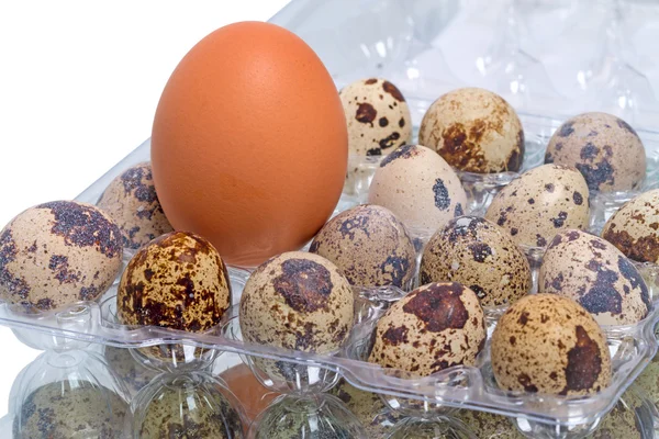 Chicken egg and quail eggs — Stock Photo, Image