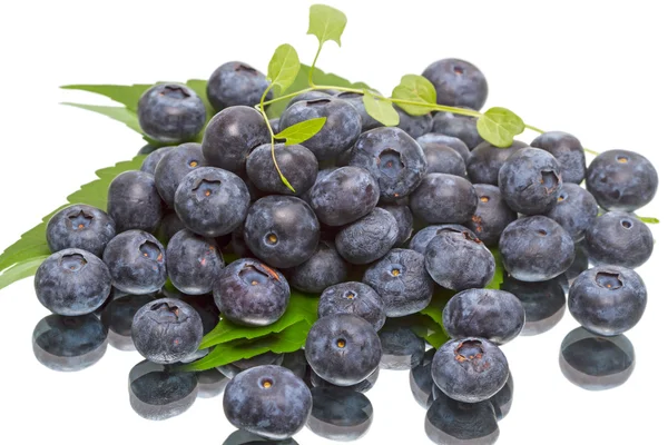 Olgun büyük bilberry — Stok fotoğraf