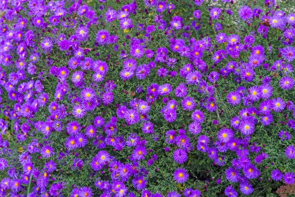 Krzew Małe fioletowe chryzantemy — Zdjęcie stockowe