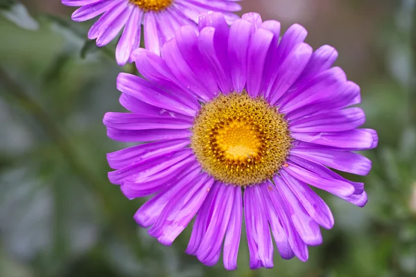 Lila aster na regen — Stockfoto