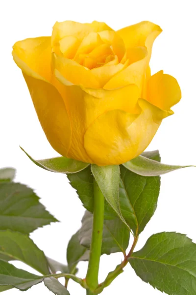 One yellow rose on white — Stock Photo, Image