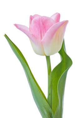 beyaz üzerine Pembe Lale