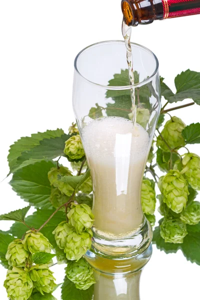 Light Beer and branch of hop — Stock Photo, Image