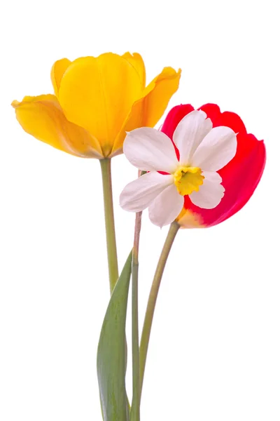 Narcissus and two tulip — Stock Photo, Image