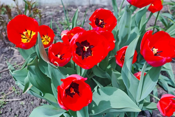 Red tulips on flowerbed — Stock Photo, Image