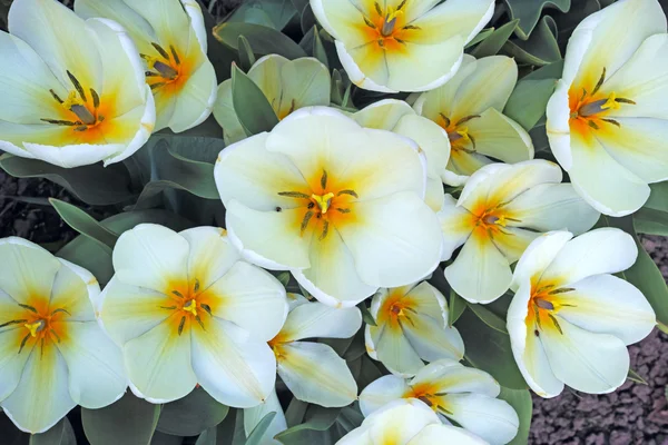 Tulipanes blancos en el parterre —  Fotos de Stock