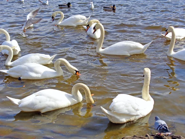 Cisnes salvajes y patos en el agua — Foto de Stock