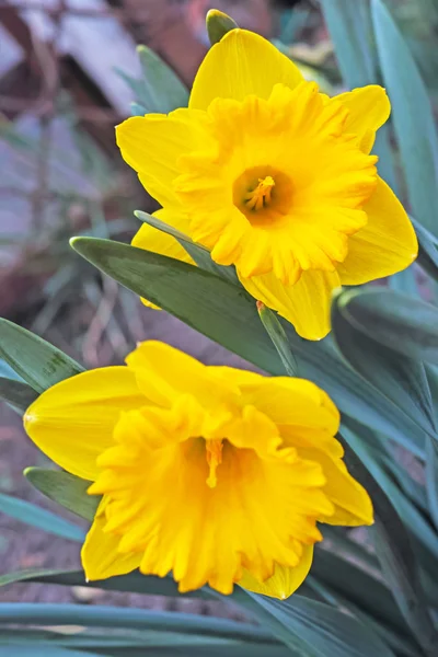 Narcisos amarillos en el parterre —  Fotos de Stock