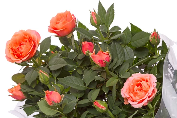 Buquê de rosas cor de laranja em branco — Fotografia de Stock