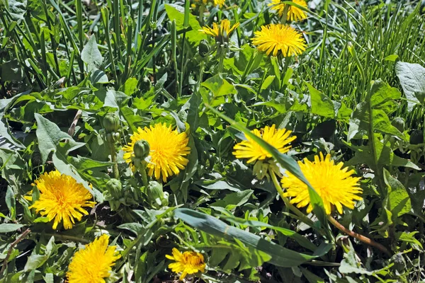 Flor de diente de león en la hierba —  Fotos de Stock