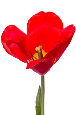 Beyaz bir kırmızı lale 