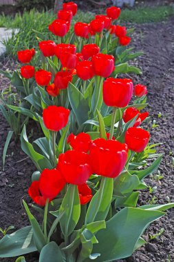 güneşli bir kırmızı lale