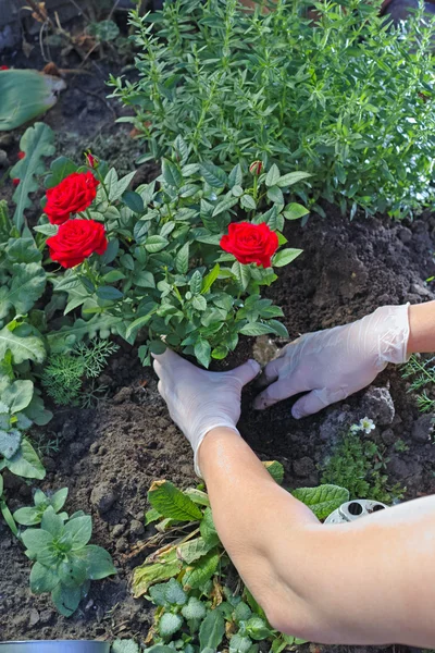 Trasplante de rosas rojas en una cama — Foto de Stock