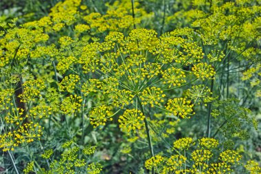 çiçek açan dereotu