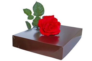 Karton kutu ve bir gül