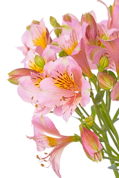 Flor de Alstroemeria em branco — Fotografia de Stock