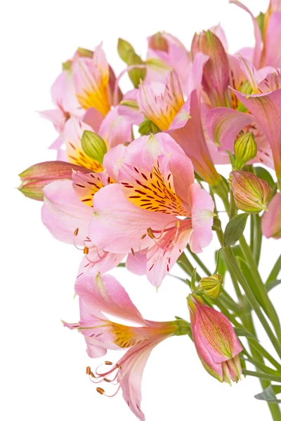 Alstroemeria flor sobre blanco — Foto de Stock