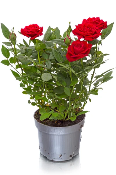 Ložnici červená růže — Stock fotografie