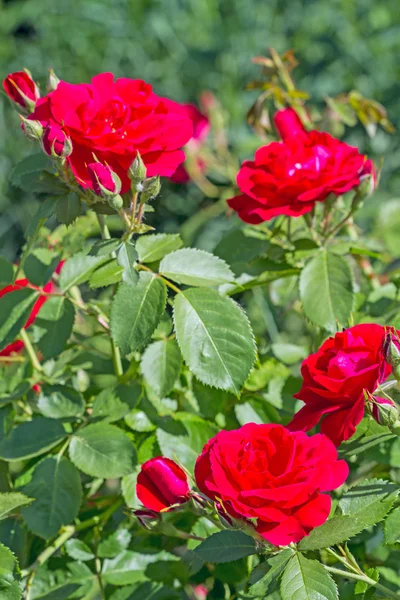 Rosa trepadora en un día soleado —  Fotos de Stock