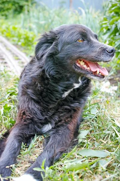 口を開けて犬 — ストック写真