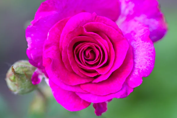 Magenta rose gros plan — Photo