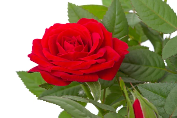 One red roses closeup — Stock Photo, Image