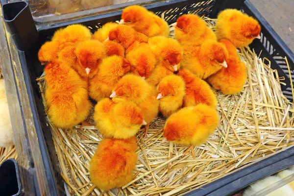 Orange baby chickens — Stock Photo, Image