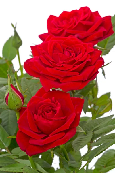 Three red roses  in a row — Stock Photo, Image