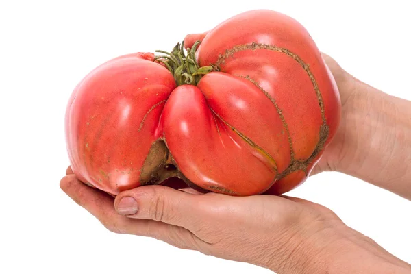 番茄 1 公斤 — 图库照片