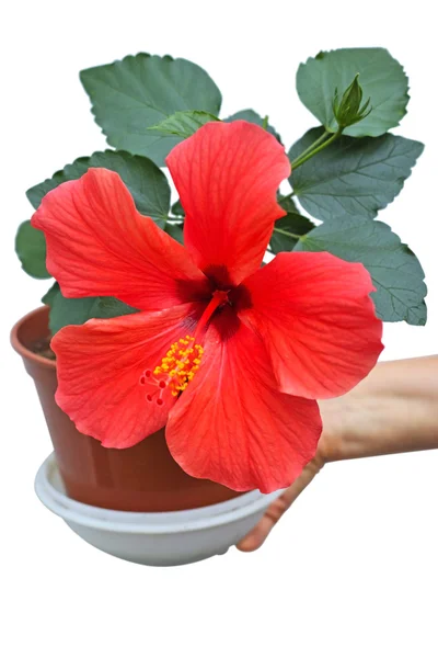 Hibisco em vaso de flores — Fotografia de Stock