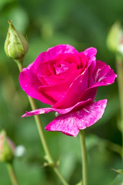 Magenta rose — Stockfoto