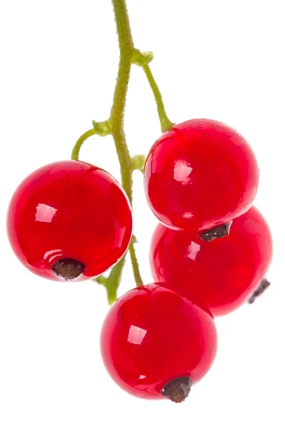 Red currant berries — Stock Photo, Image