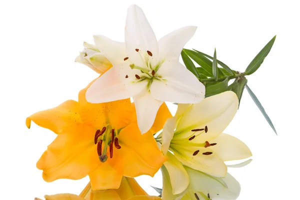 Лили трех цветов на белом — стоковое фото