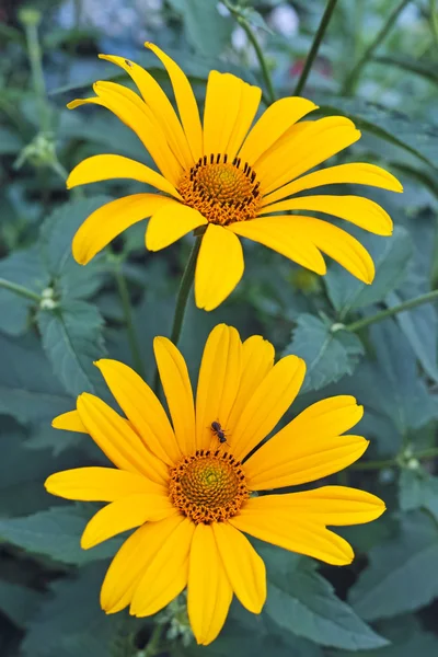 Two yellow daisies — Stock Photo, Image