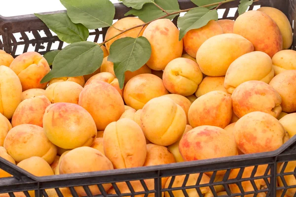 Box with ripe apricots — Stock Photo, Image