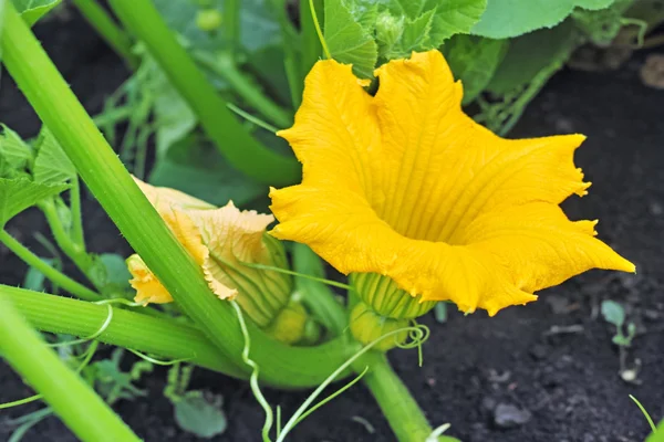 Flor de calabaza amarilla — Foto de Stock