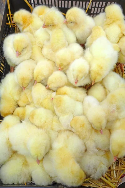 Yellow baby chickens — Stock Photo, Image