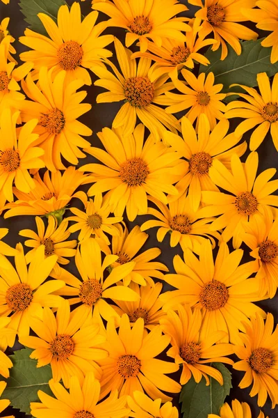 Background of yellow daisies on black — Stock Photo, Image