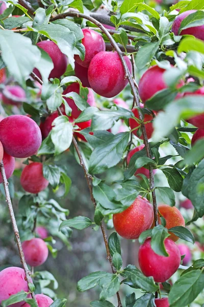 Zweige mit roter Pflaume — Stockfoto