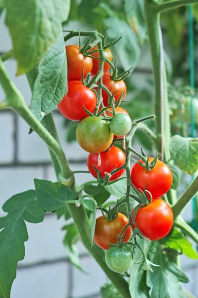 Brush cherry tomatoes in a greenhouse