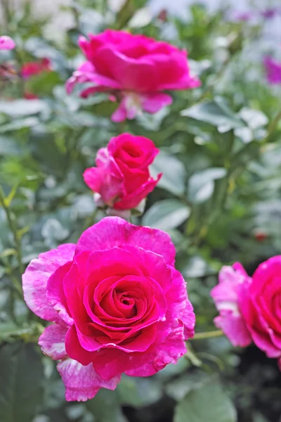 Purpurová růže bush — Stock fotografie