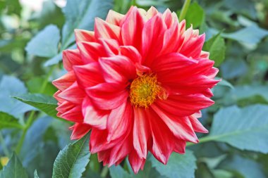 Kızıl Yıldız çiçeği