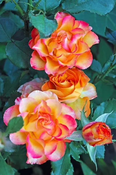 Žluté růže růžové okraje — Stock fotografie