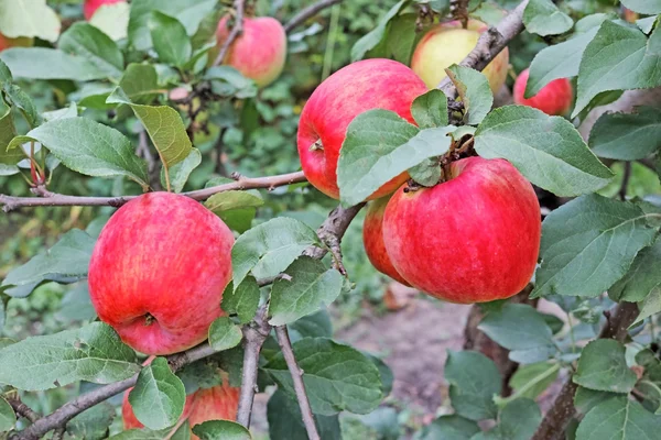 Rote Äpfel auf einem Zweig — Stockfoto