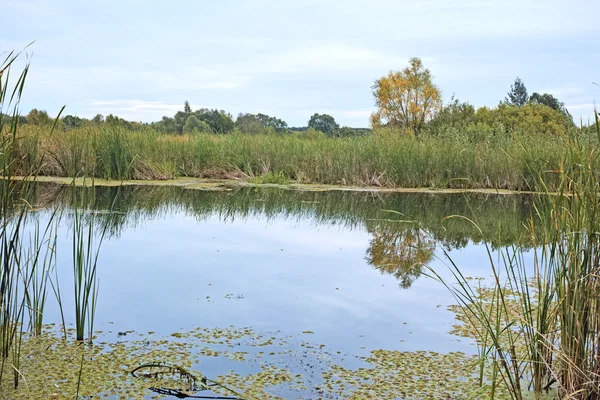 Quiet pond — Stock Photo, Image